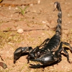 Scorpion-Basketball