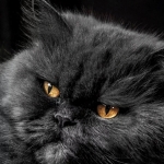 sergey.belous