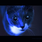 APXAT
