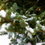 krintacion